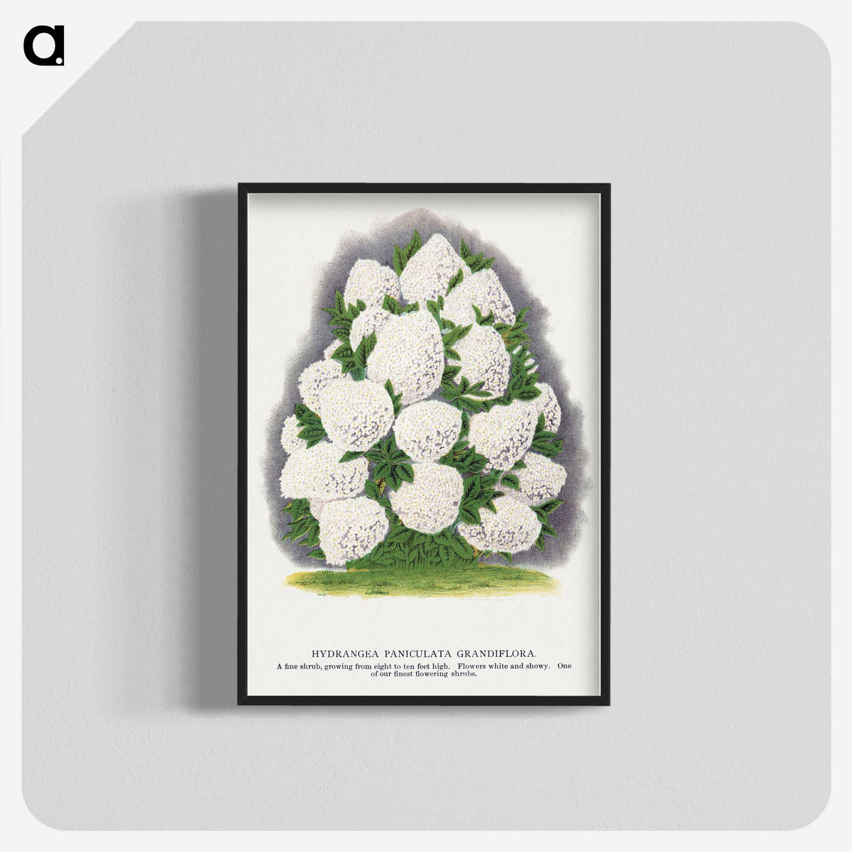 2-18_Botanical-Specimen-Plates_blk-crop