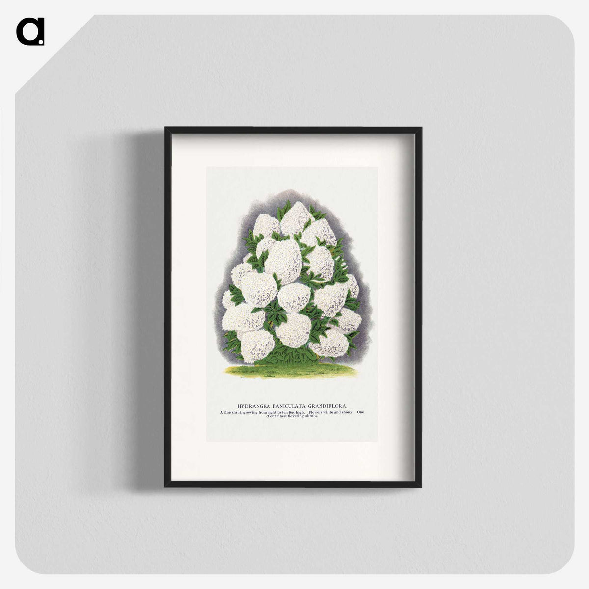 2-18_Botanical-Specimen-Plates_blk