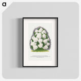 2-18_Botanical-Specimen-Plates_blk