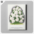 2-18_Botanical-Specimen-Plates_canvas