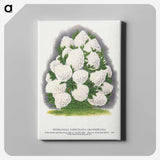 2-18_Botanical-Specimen-Plates_canvas