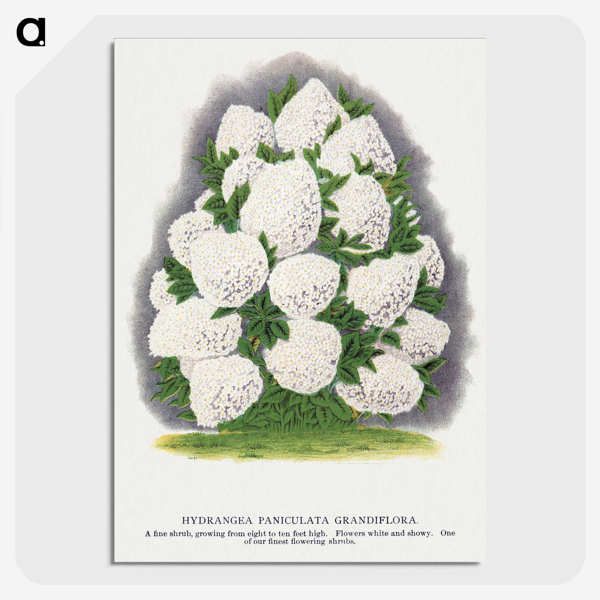 2-18_Botanical-Specimen-Plates_picture-crop