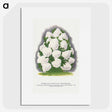 2-18_Botanical-Specimen-Plates_picture