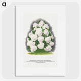 2-18_Botanical-Specimen-Plates_picture