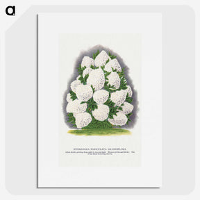 2-18_Botanical-Specimen-Plates_picture