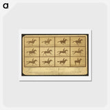 アートポストカード-The Horse in Motion
 - エドワード マイブリッジ Postcard.