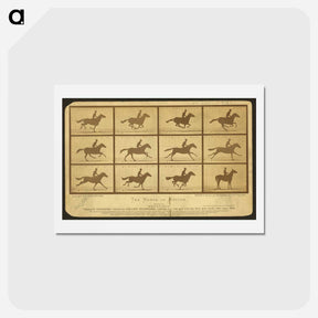 アートポストカード-The Horse in Motion
 - エドワード マイブリッジ Postcard.