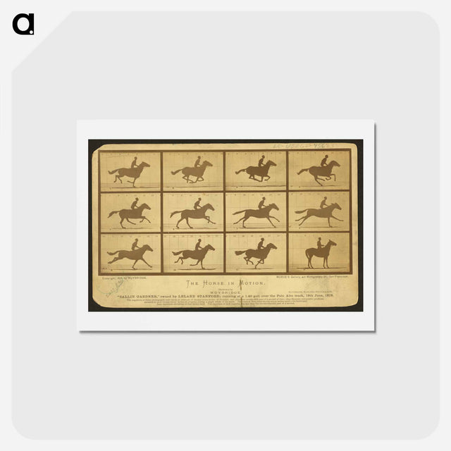 アートポストカード-The Horse in Motion
 - エドワード マイブリッジ Postcard.