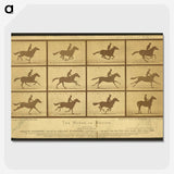 2-18_Eadweard-Muybridge_picture-crop