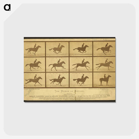 アートポストカード-The Horse in Motion
 - エドワード マイブリッジ Postcard.