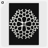 2-18_Ernst-Haeckel_picture-crop