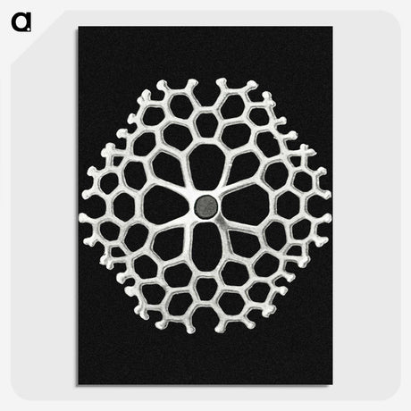 2-18_Ernst-Haeckel_picture-crop