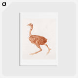 アートポストカード-Dorking Hen, Lateral View
 - ジョージ スタッブス Postcard.