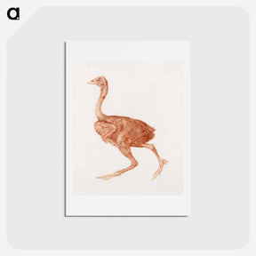 アートポストカード-Dorking Hen, Lateral View
 - ジョージ スタッブス Postcard.