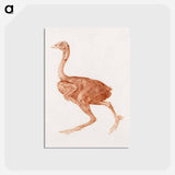 アートポストカード-Dorking Hen, Lateral View
 - ジョージ スタッブス Postcard.