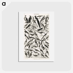 アートポストカード-Ornithology
 - ゴールドスミスの生き生きとした自然 Postcard.