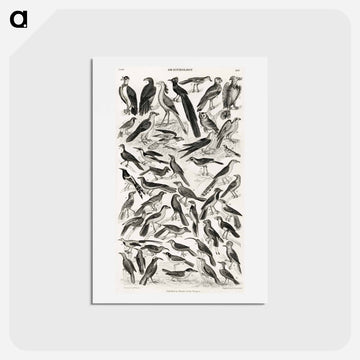 Ornithology
 - ゴールドスミスの生き生きとした自然 Postcard.