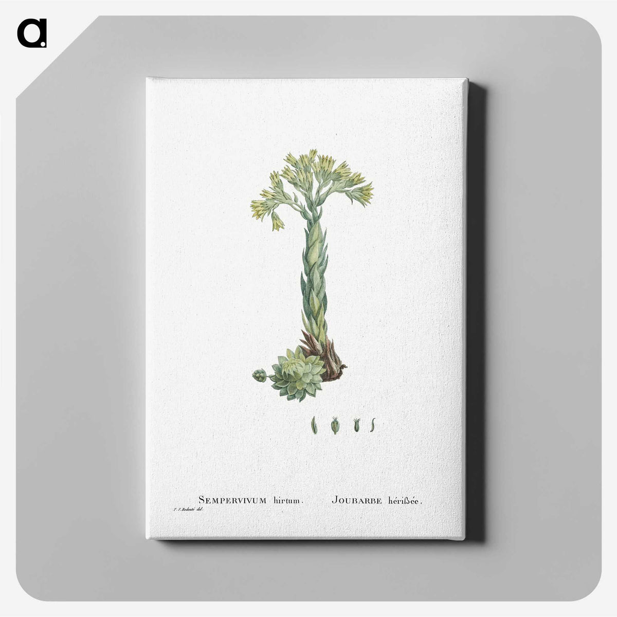 2-18_Histoire-des-Plantes-Grasses_canvas