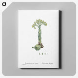 2-18_Histoire-des-Plantes-Grasses_canvas