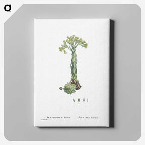 2-18_Histoire-des-Plantes-Grasses_canvas