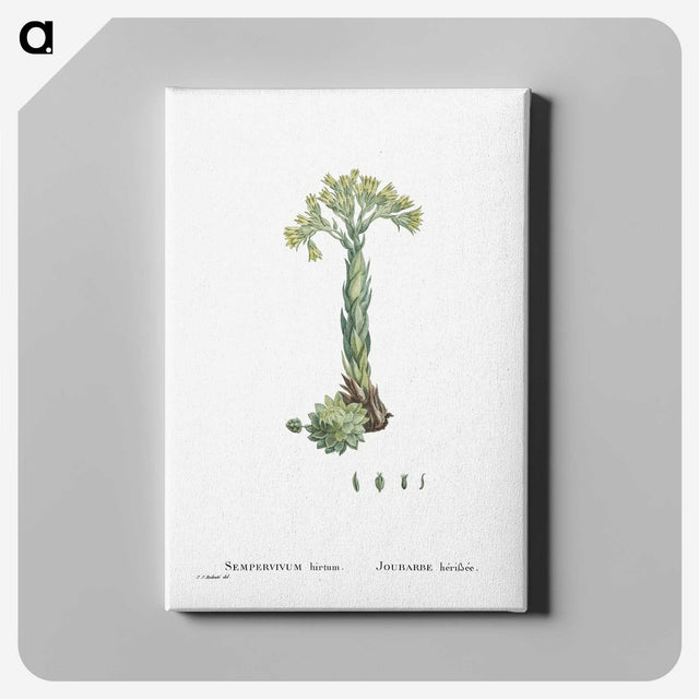 2-18_Histoire-des-Plantes-Grasses_canvas