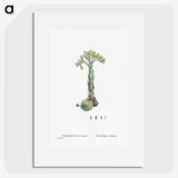 2-18_Histoire-des-Plantes-Grasses_picture