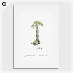 2-18_Histoire-des-Plantes-Grasses_picture