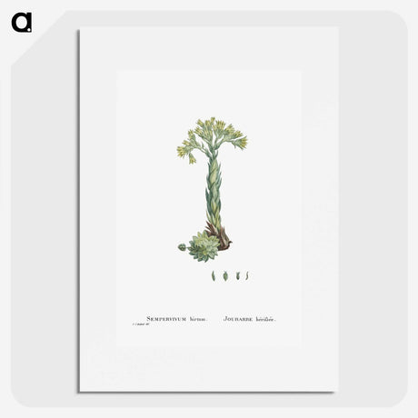 2-18_Histoire-des-Plantes-Grasses_picture