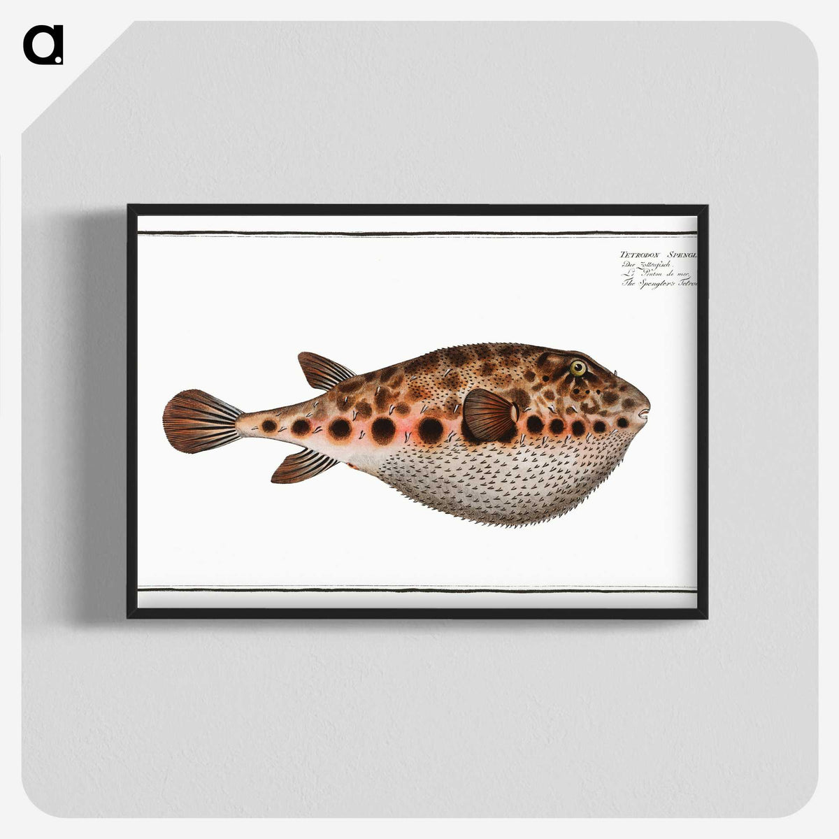2-18_Ichtyologie-ou-Histoire-naturelle_blk-crop