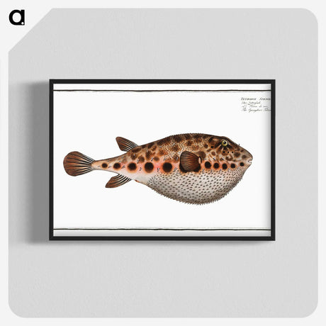 2-18_Ichtyologie-ou-Histoire-naturelle_blk-crop