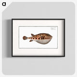 2-18_Ichtyologie-ou-Histoire-naturelle_blk