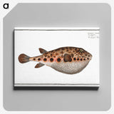 2-18_Ichtyologie-ou-Histoire-naturelle_canvas