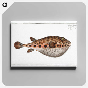2-18_Ichtyologie-ou-Histoire-naturelle_canvas