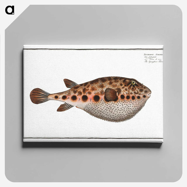 2-18_Ichtyologie-ou-Histoire-naturelle_canvas