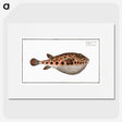 2-18_Ichtyologie-ou-Histoire-naturelle_picture