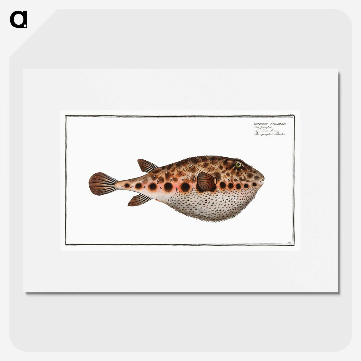 2-18_Ichtyologie-ou-Histoire-naturelle_picture