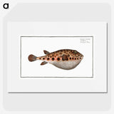 2-18_Ichtyologie-ou-Histoire-naturelle_picture