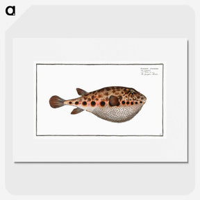 2-18_Ichtyologie-ou-Histoire-naturelle_picture