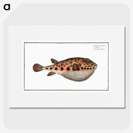 2-18_Ichtyologie-ou-Histoire-naturelle_picture
