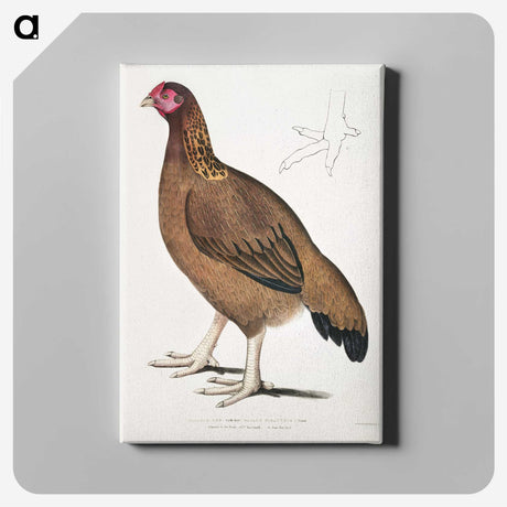 2-18_Indian-Zoology_canvas