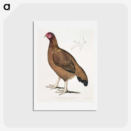 2-18_Indian-Zoology_hagaki