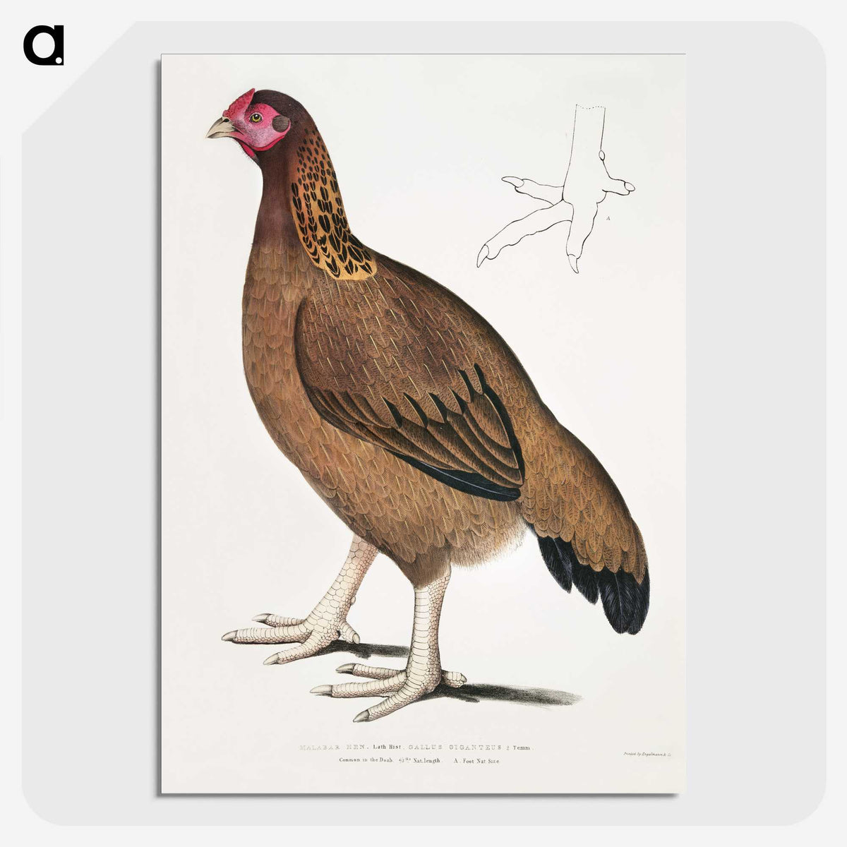 2-18_Indian-Zoology_picture-crop