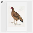 2-18_Indian-Zoology_picture