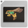 2-18_Insects-Unlocked-Project_canvas
