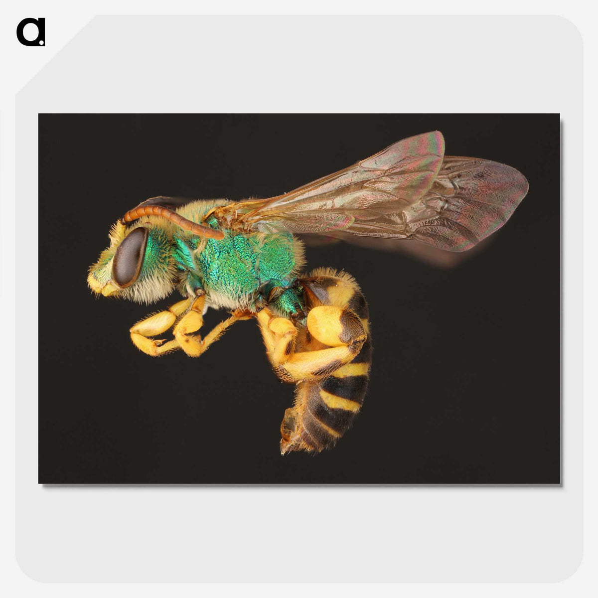 2-18_Insects-Unlocked-Project_picture-crop