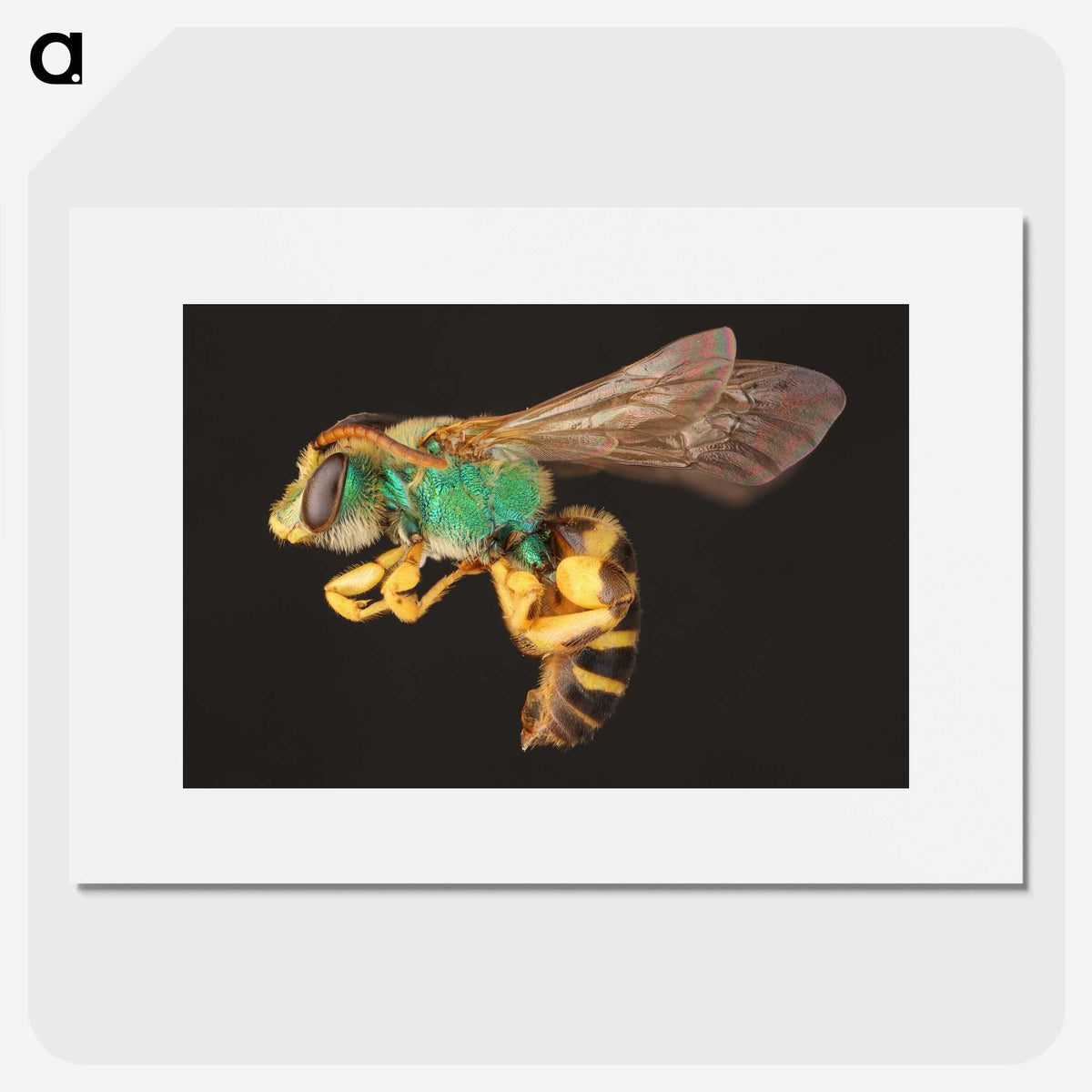 2-18_Insects-Unlocked-Project_picture