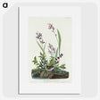 2-18_John-James-Audubon_picture