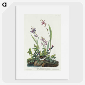 2-18_John-James-Audubon_picture