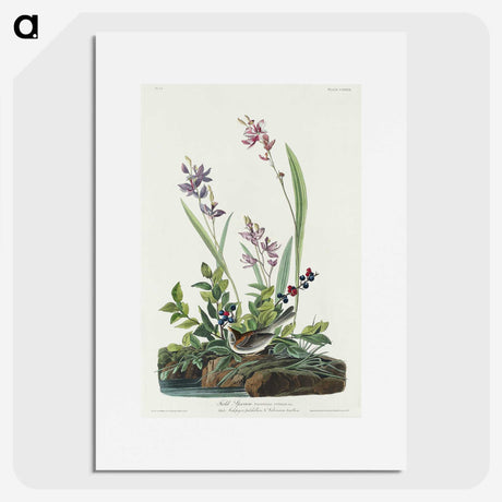 2-18_John-James-Audubon_picture