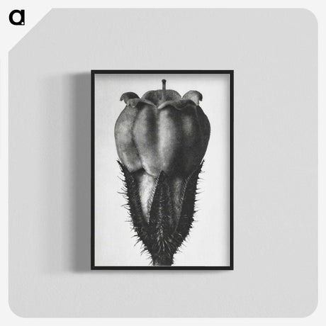 2-18_Karl-Blossfeldt_blk-crop